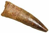 Fossil Spinosaurus Tooth - Real Fossil Tooth #370734-1